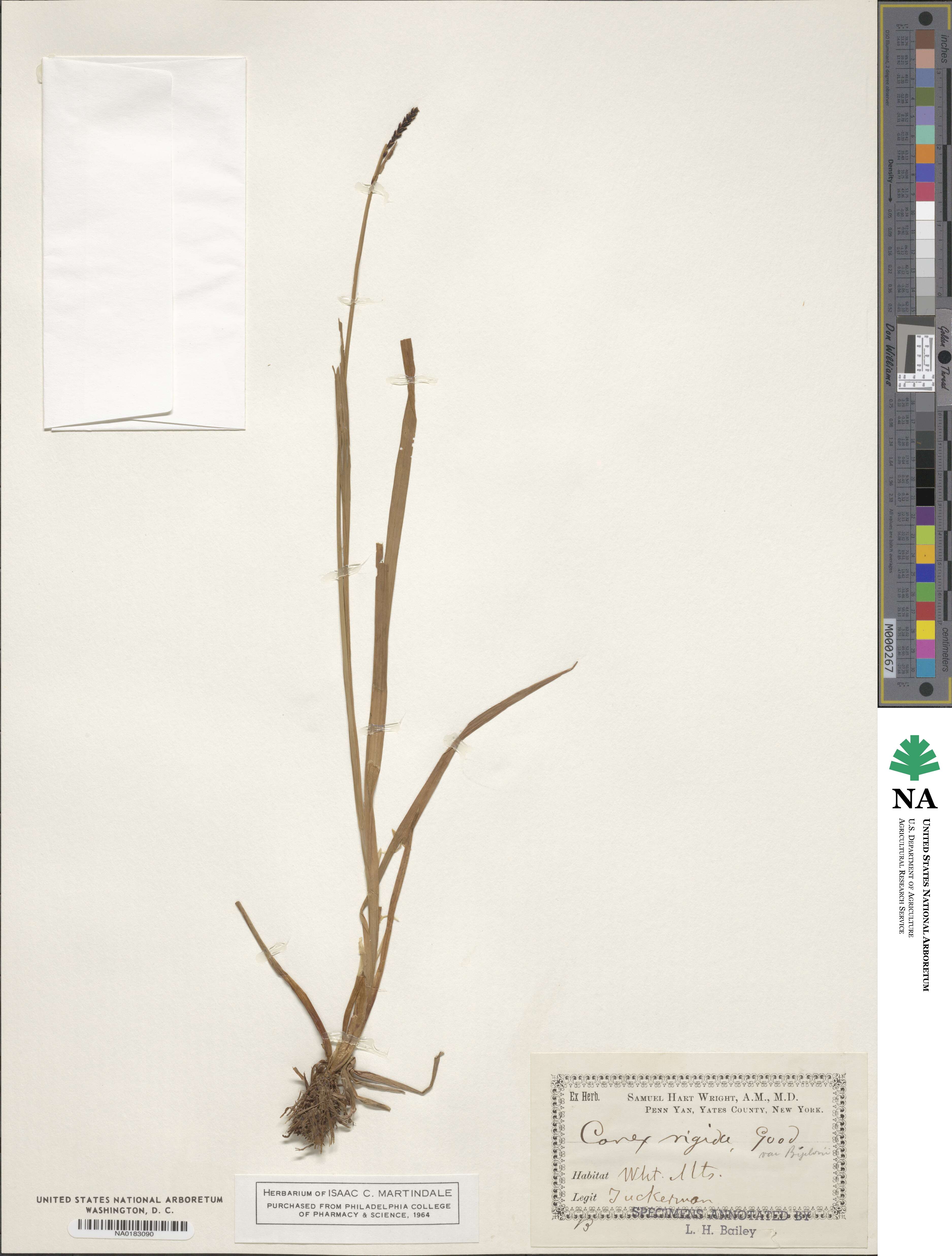 Carex rigida image