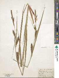 Carex lacustris image