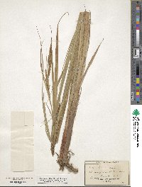 Carex lacustris image