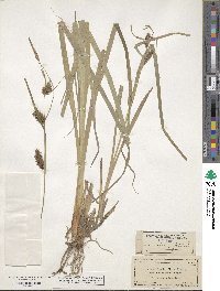 Carex lacustris image