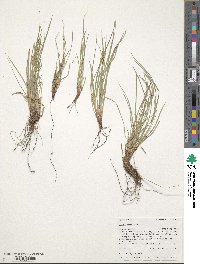 Carex rossii image