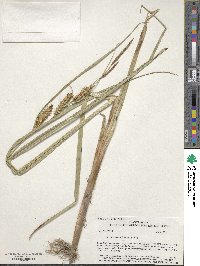 Carex rostrata image