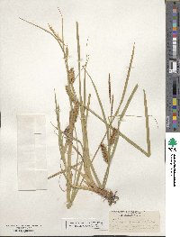 Carex rostrata image