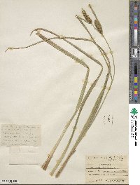 Carex rostrata image