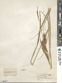 Carex rostrata image