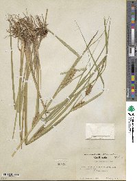 Carex rostrata image