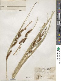 Carex rostrata image