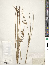 Carex rostrata image