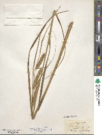 Carex rostrata image