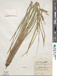 Carex rostrata image