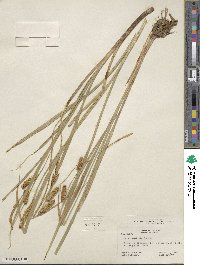 Carex rostrata image