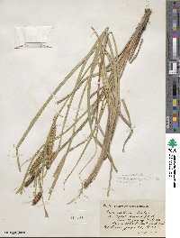 Carex rostrata image