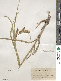 Carex rostrata image