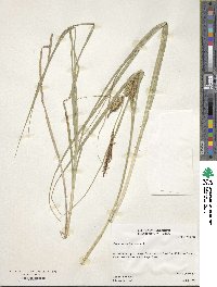 Carex rostrata image