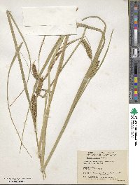 Carex rostrata image