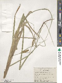 Carex rostrata image