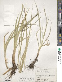 Carex rostrata image