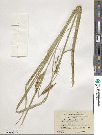 Carex rostrata image