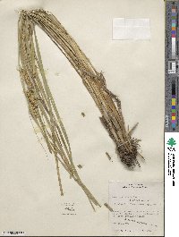 Carex rostrata image