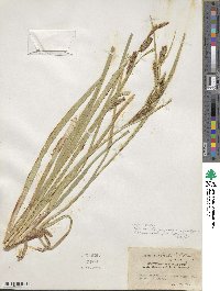 Carex rostrata image