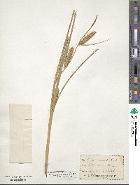 Carex utriculata image