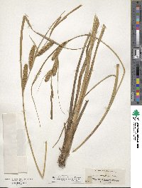 Carex utriculata image