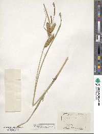 Carex utriculata image