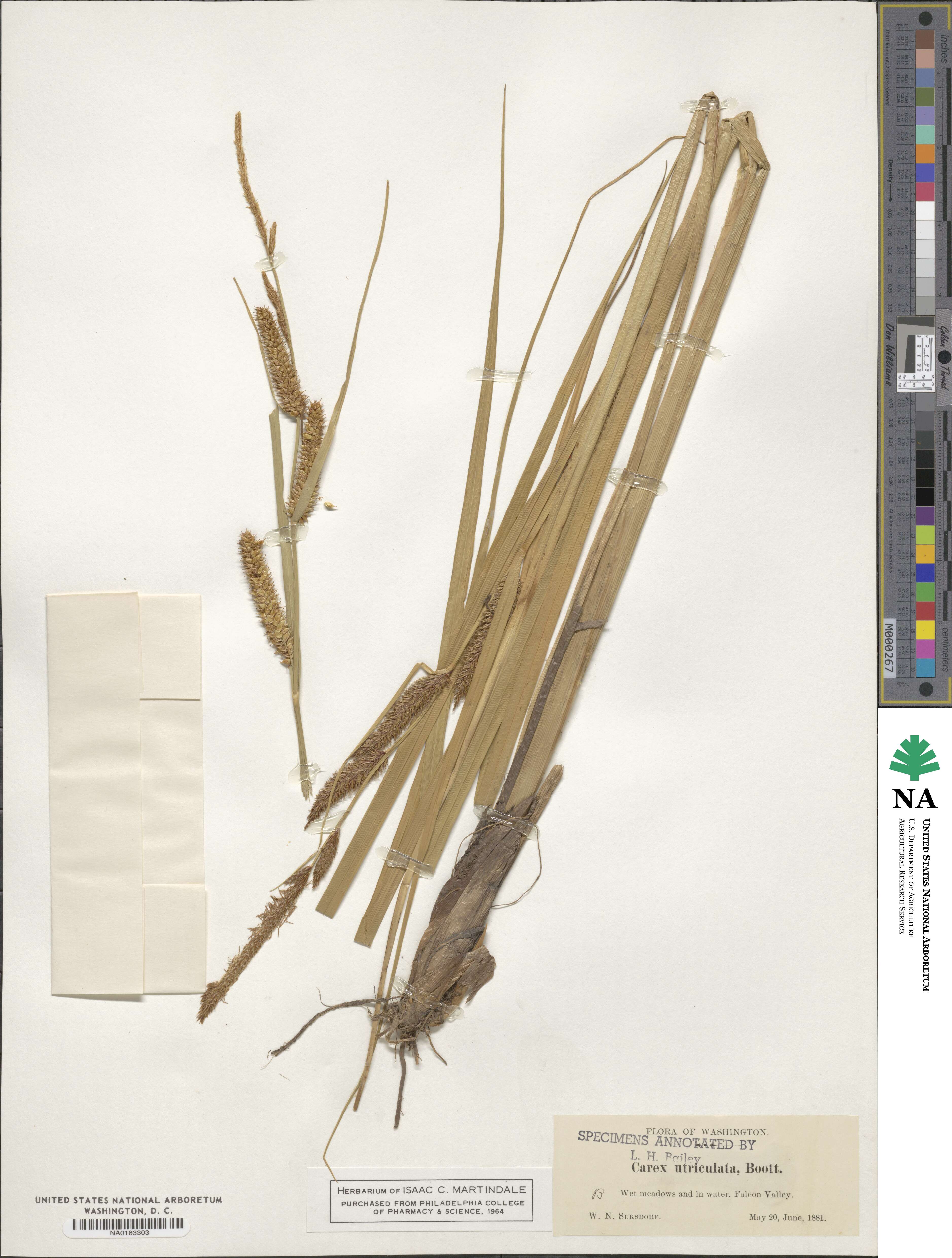 Carex utriculata image