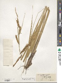 Carex utriculata image