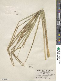 Carex utriculata image