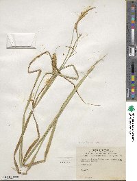 Carex utriculata image