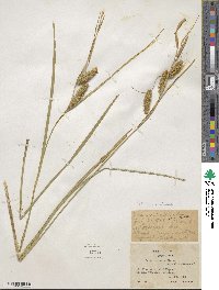 Carex utriculata image