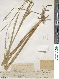 Carex utriculata image