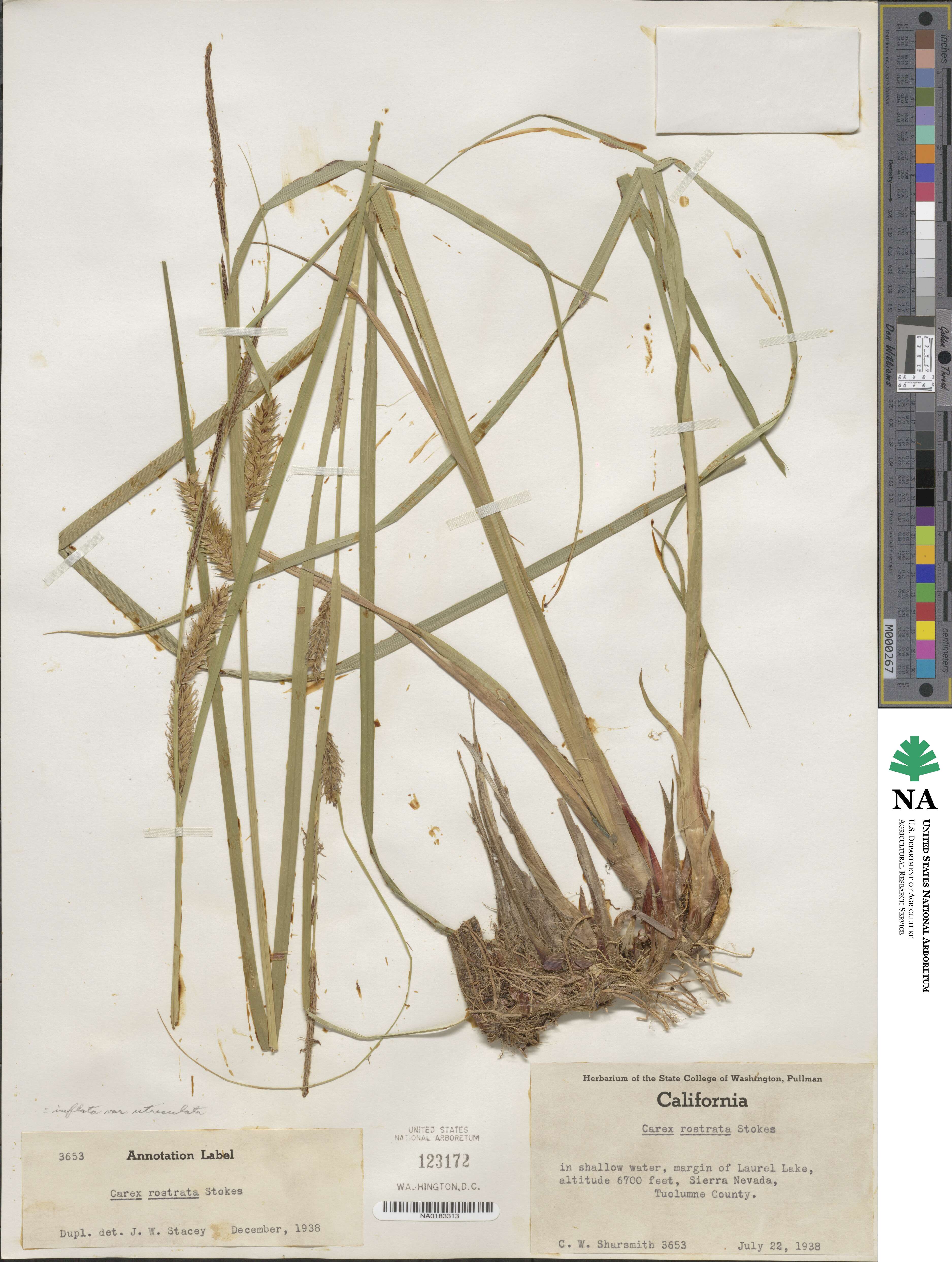 Carex utriculata image