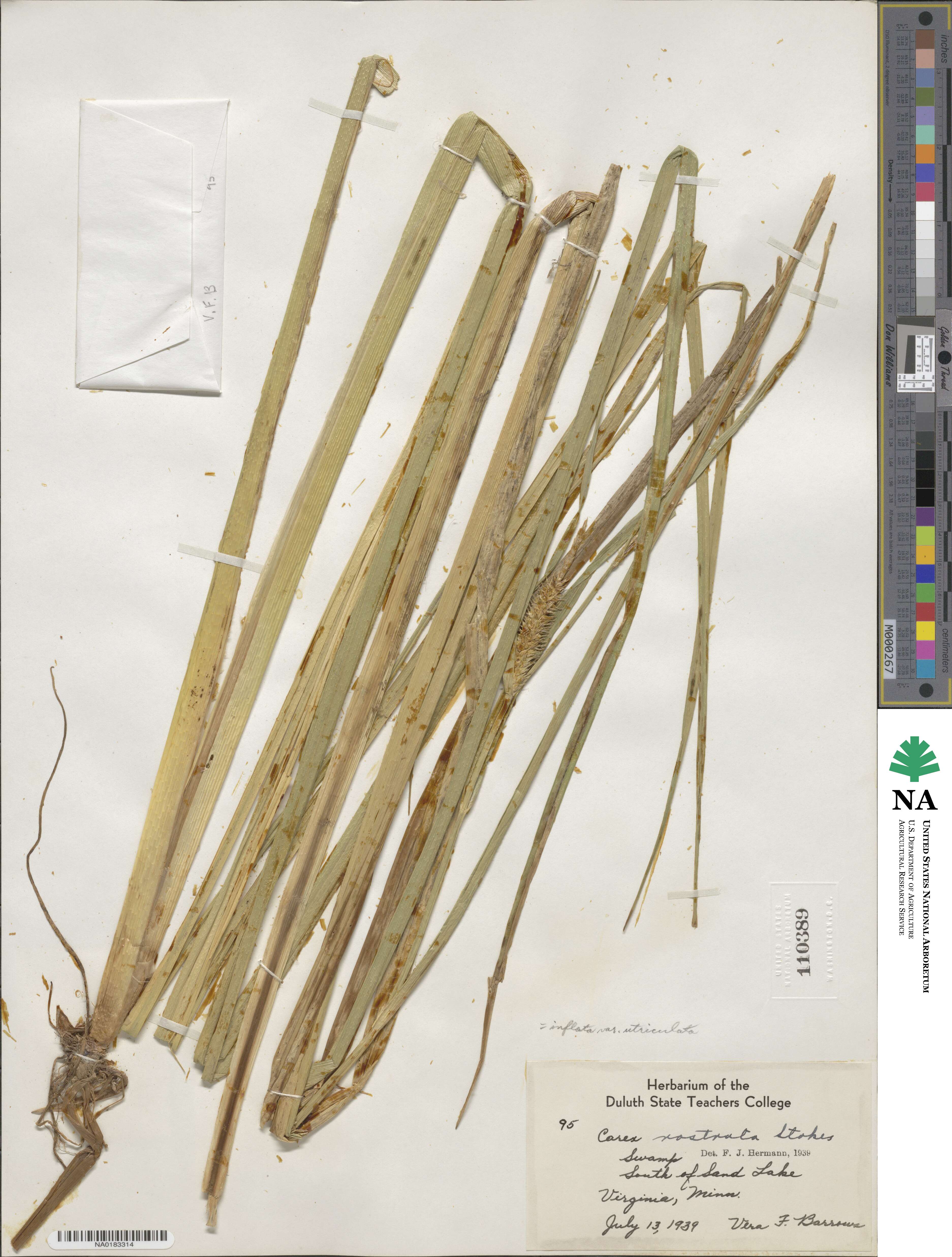 Carex utriculata image