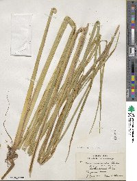 Carex utriculata image