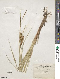 Carex utriculata image