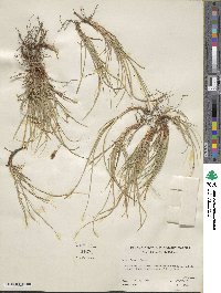 Carex rossii image