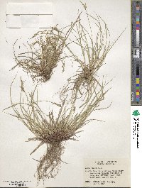 Carex rossii image