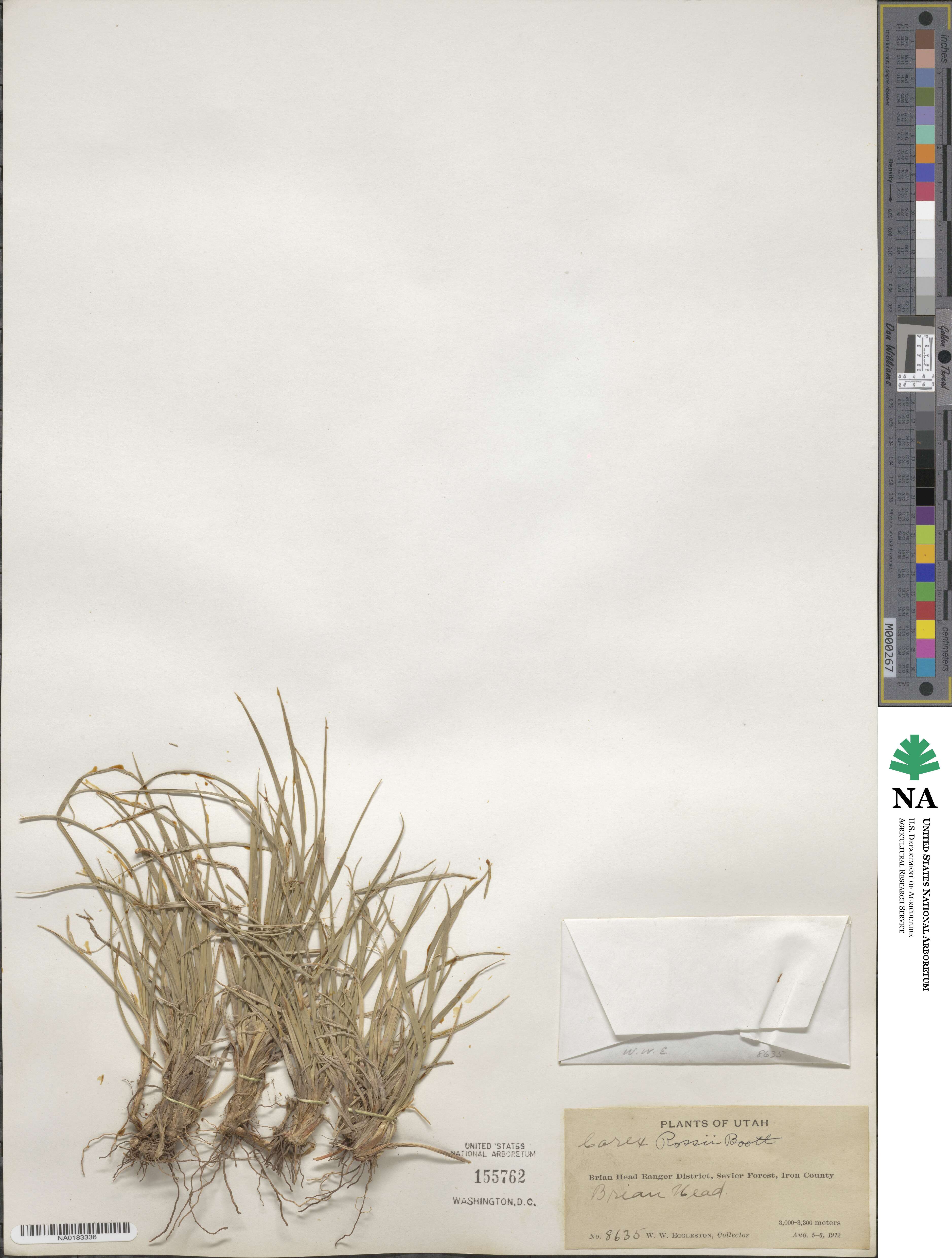 Carex rossii image