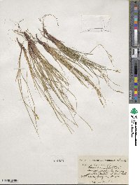 Carex rossii image