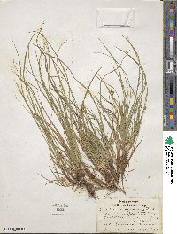 Carex tonsa var. rugosperma image