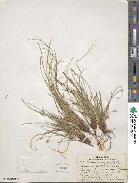 Carex tonsa image