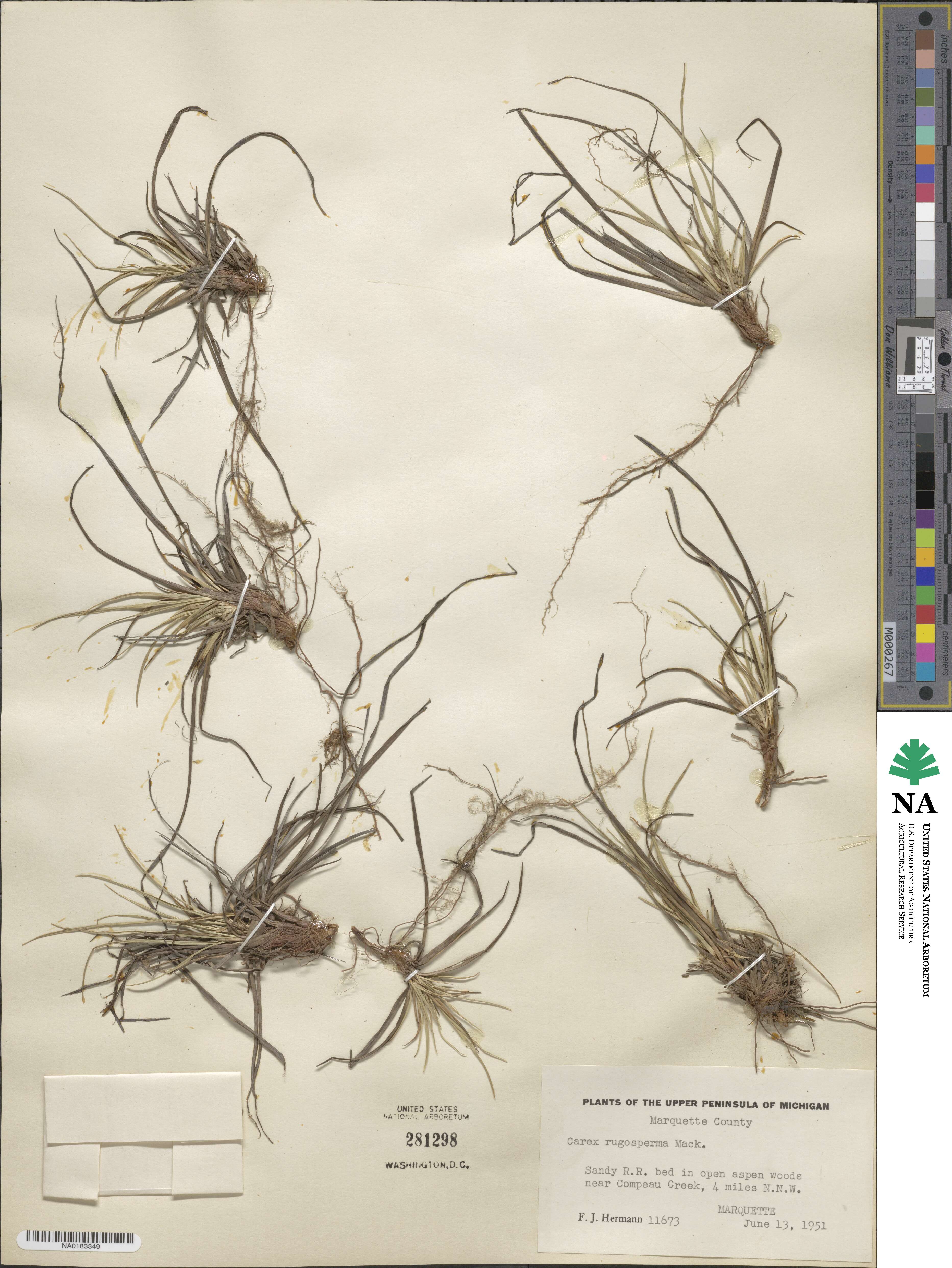 Carex tonsa var. rugosperma image