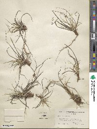 Carex tonsa image