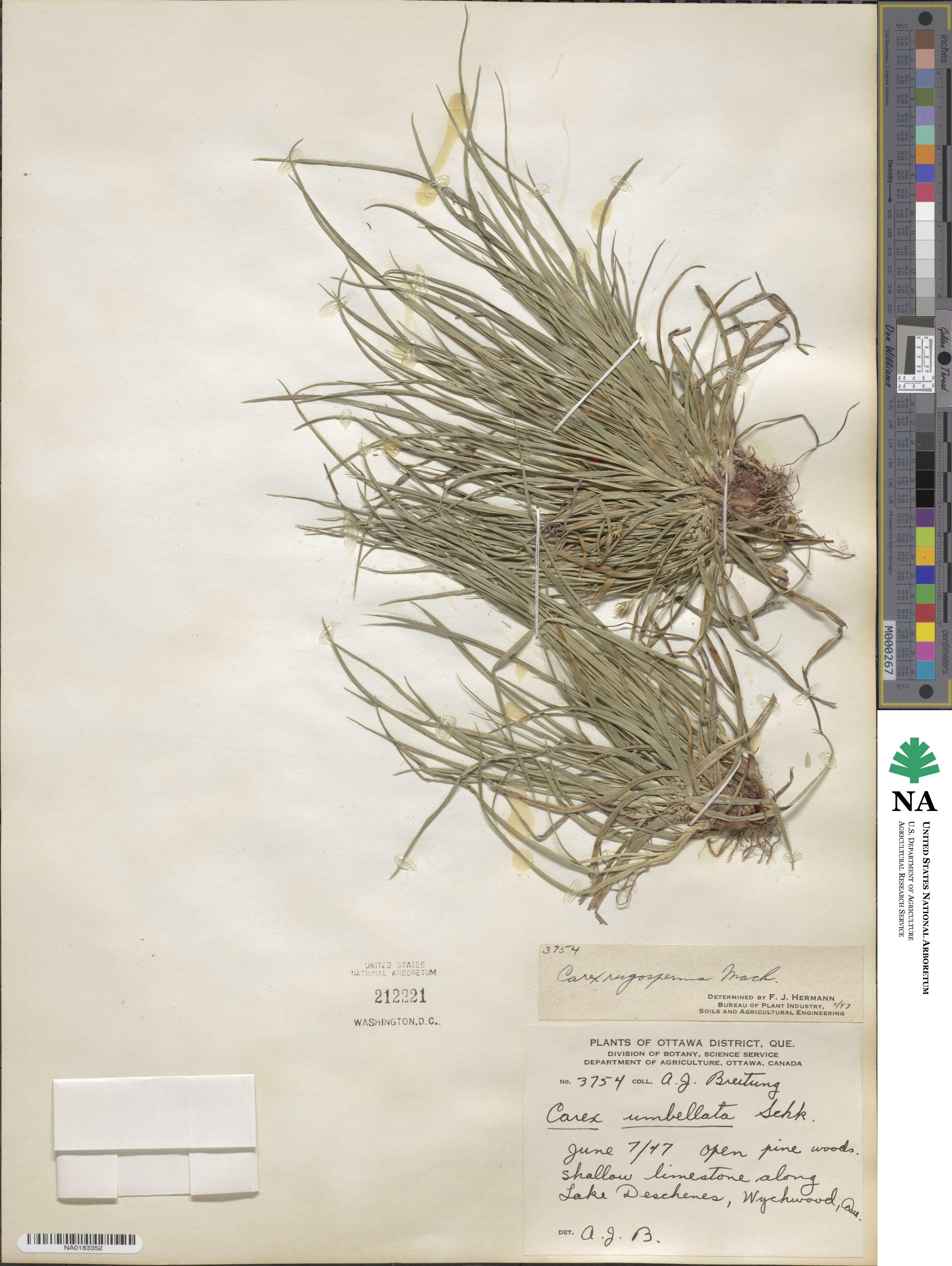 Carex tonsa image