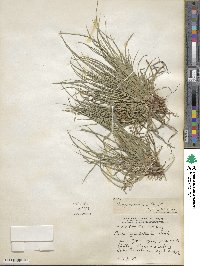 Carex tonsa image