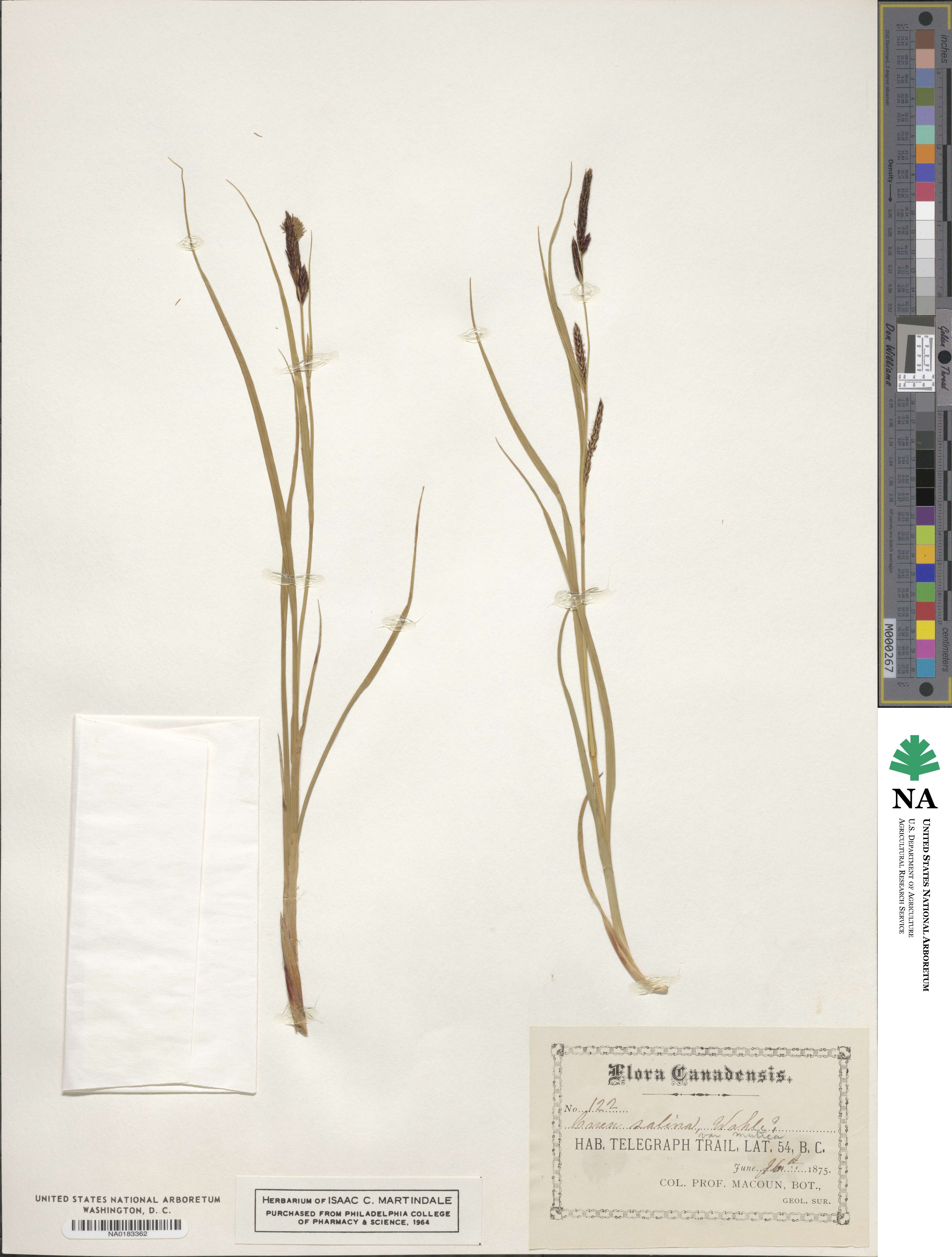Carex salina var. salina image