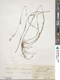 Carex vaginata image