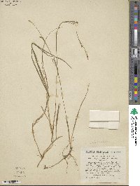 Carex vaginata var. vaginata image